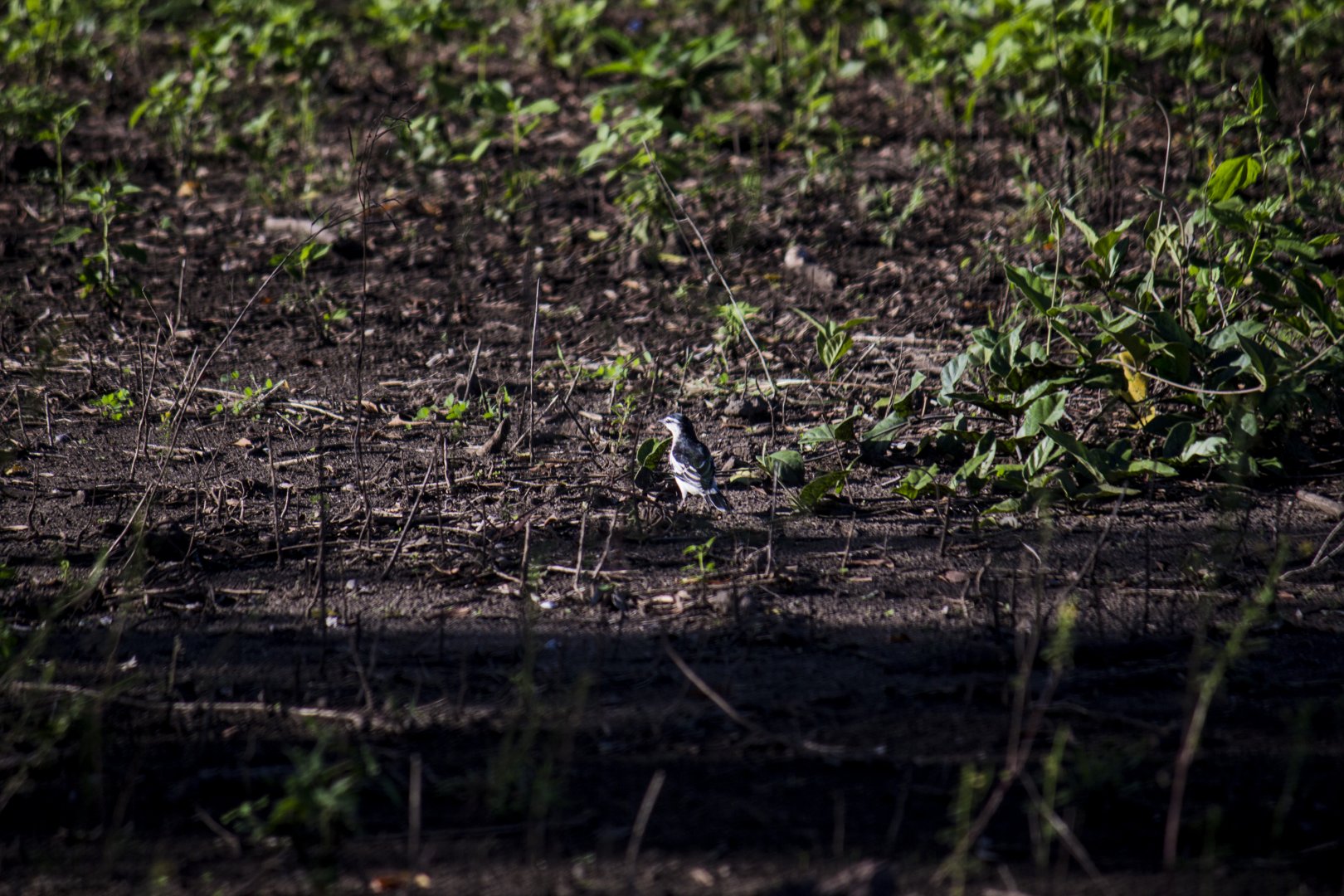White-shouldered triller, Lalage sueurii