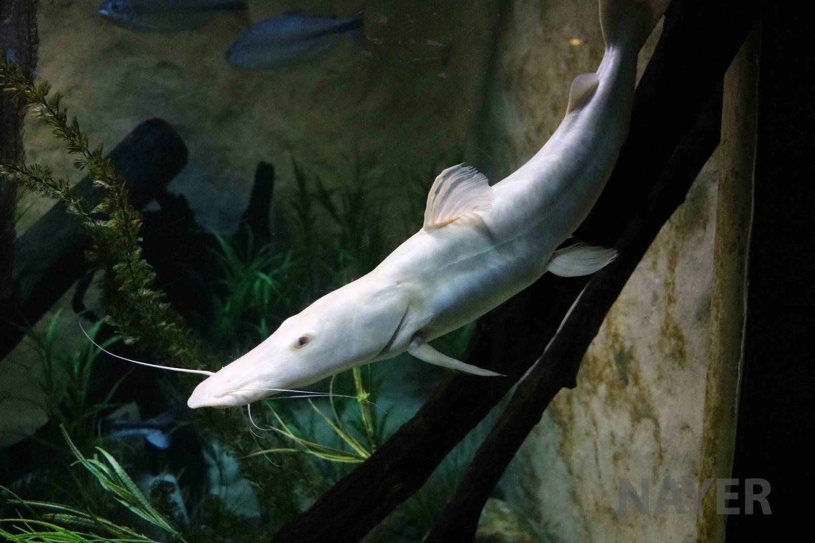 White shovelnose catfish, April 2016