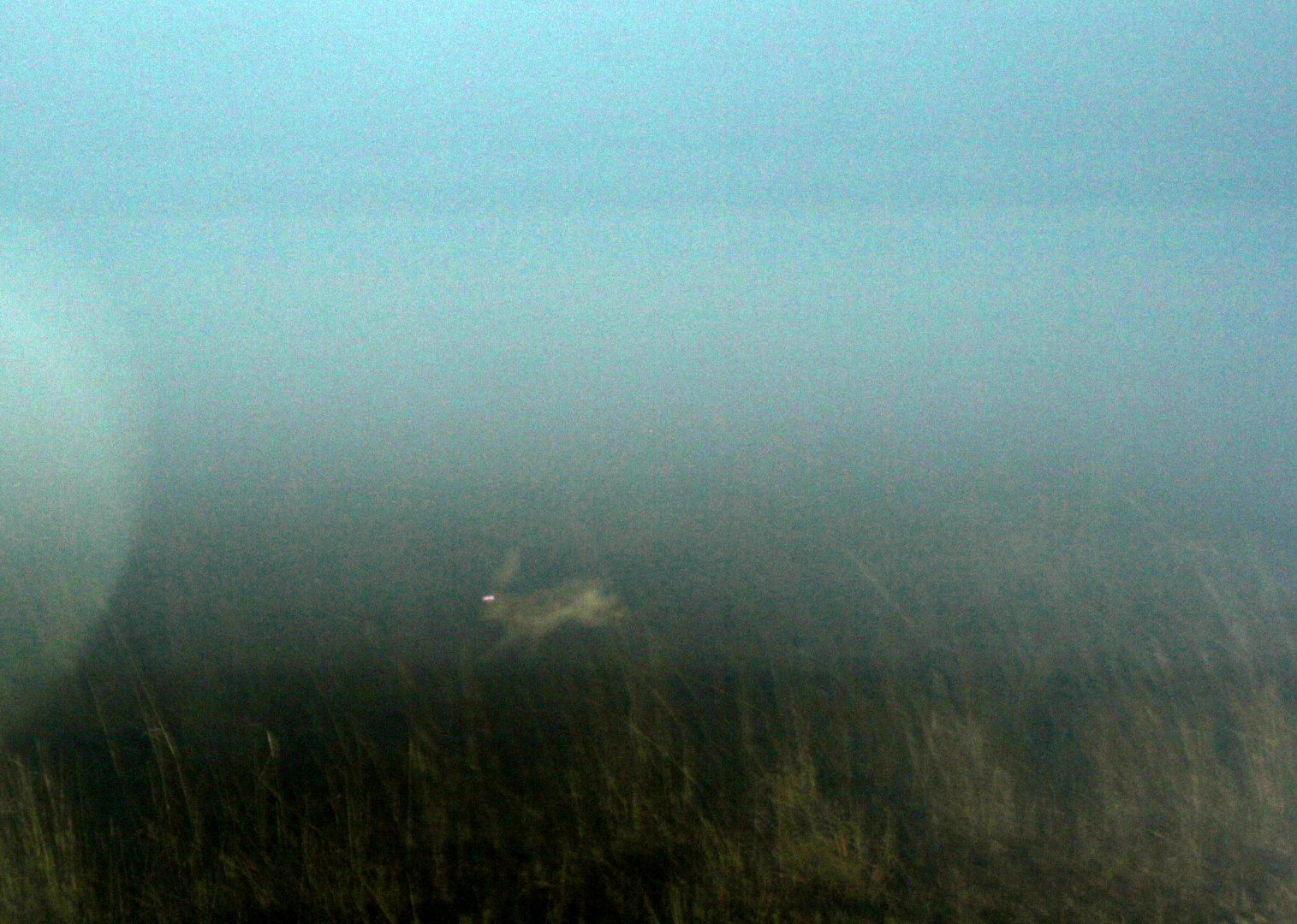 white-sided jackrabbit (Lepus callotis)