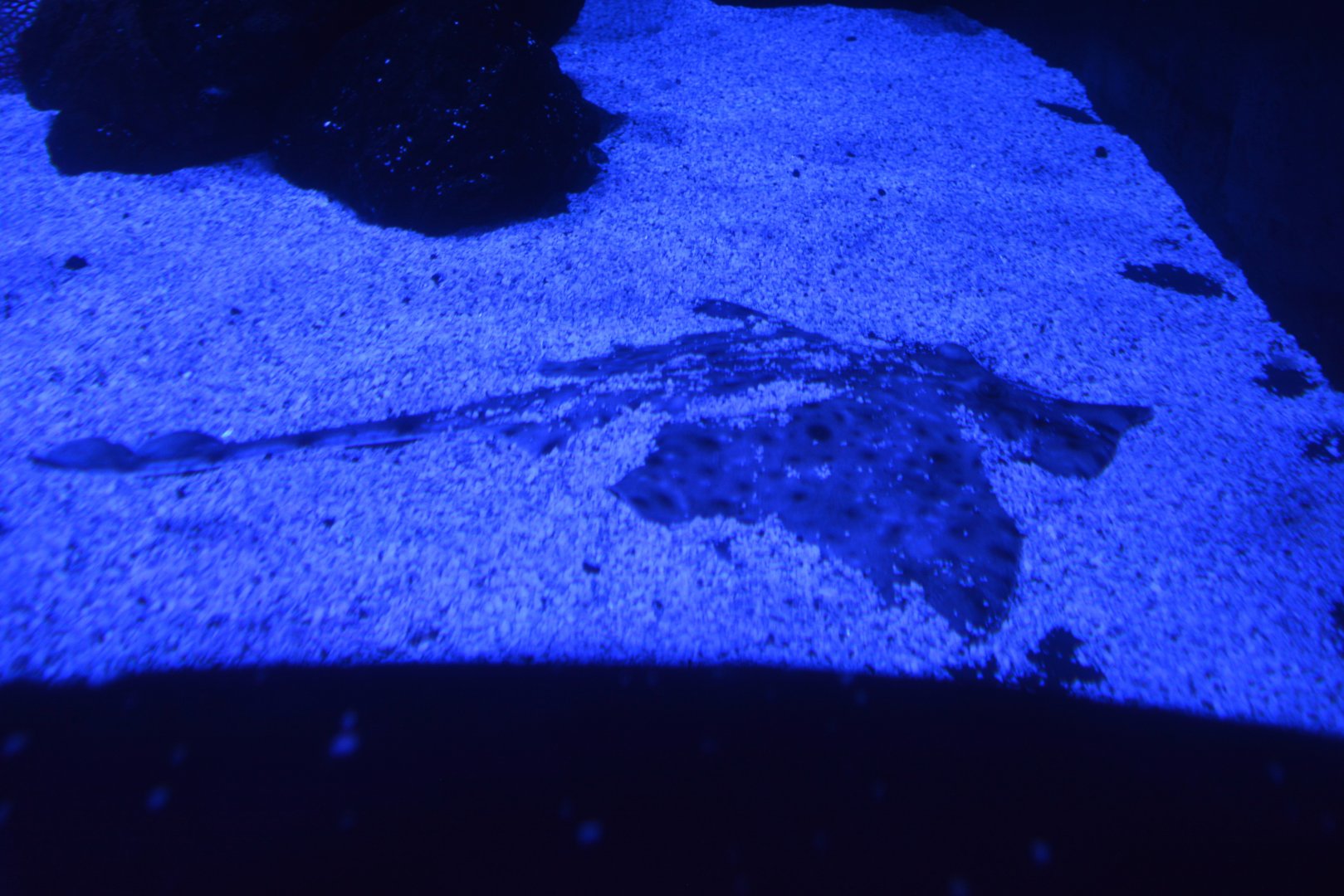 White skate (Rostroraja alba)