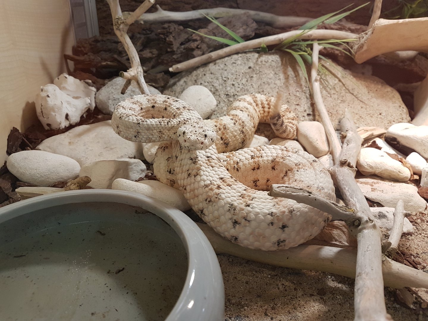 White South Western Speckled Rattlesnake