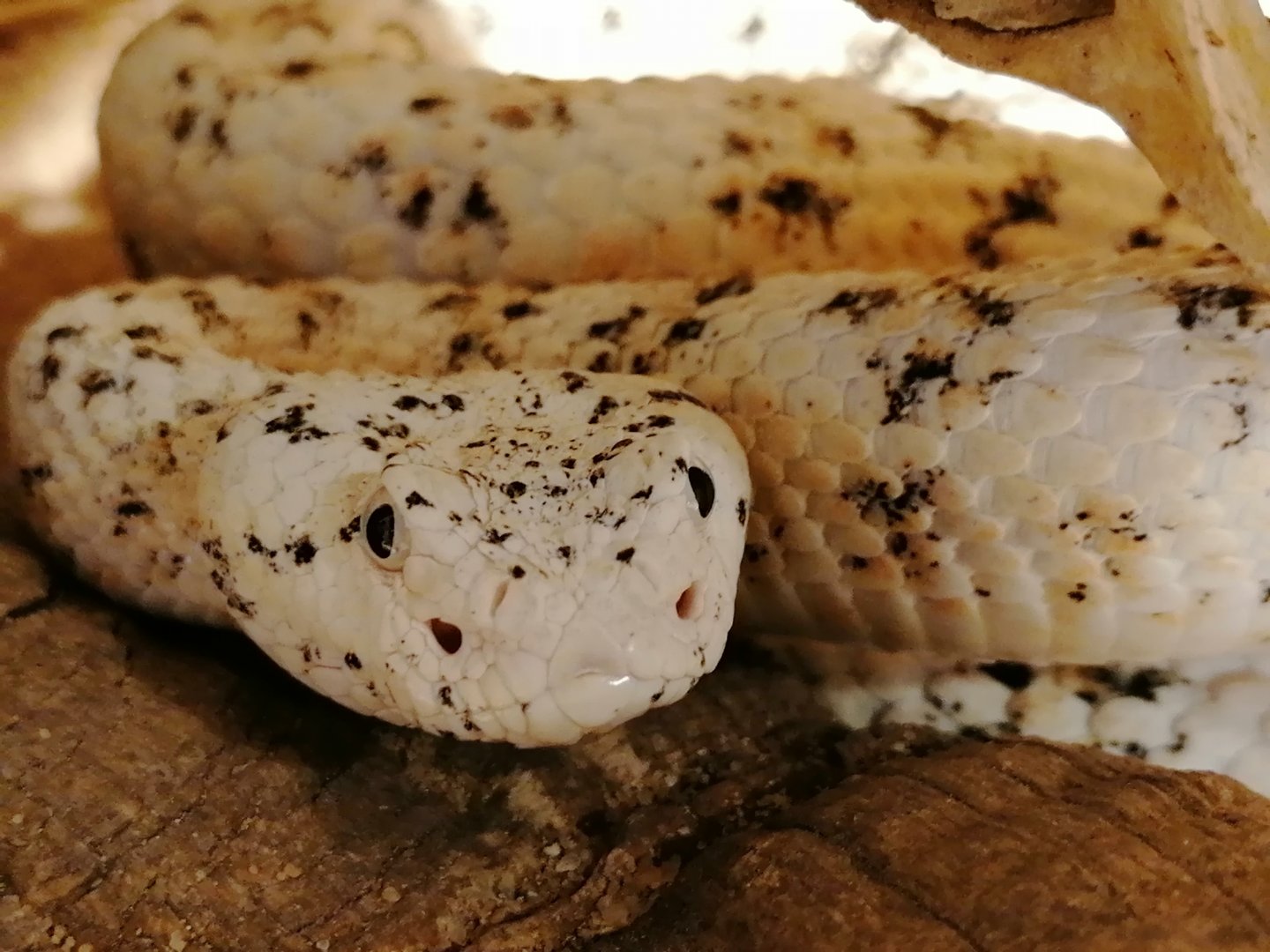 White Southwestern Speckled rattlesnake (Crotalus pyrrhus)