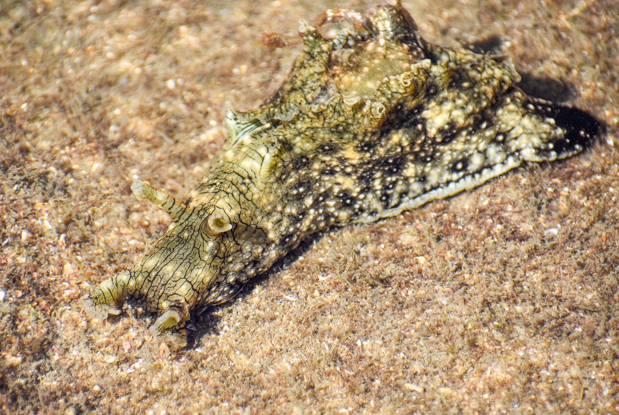White-speckled Seahare