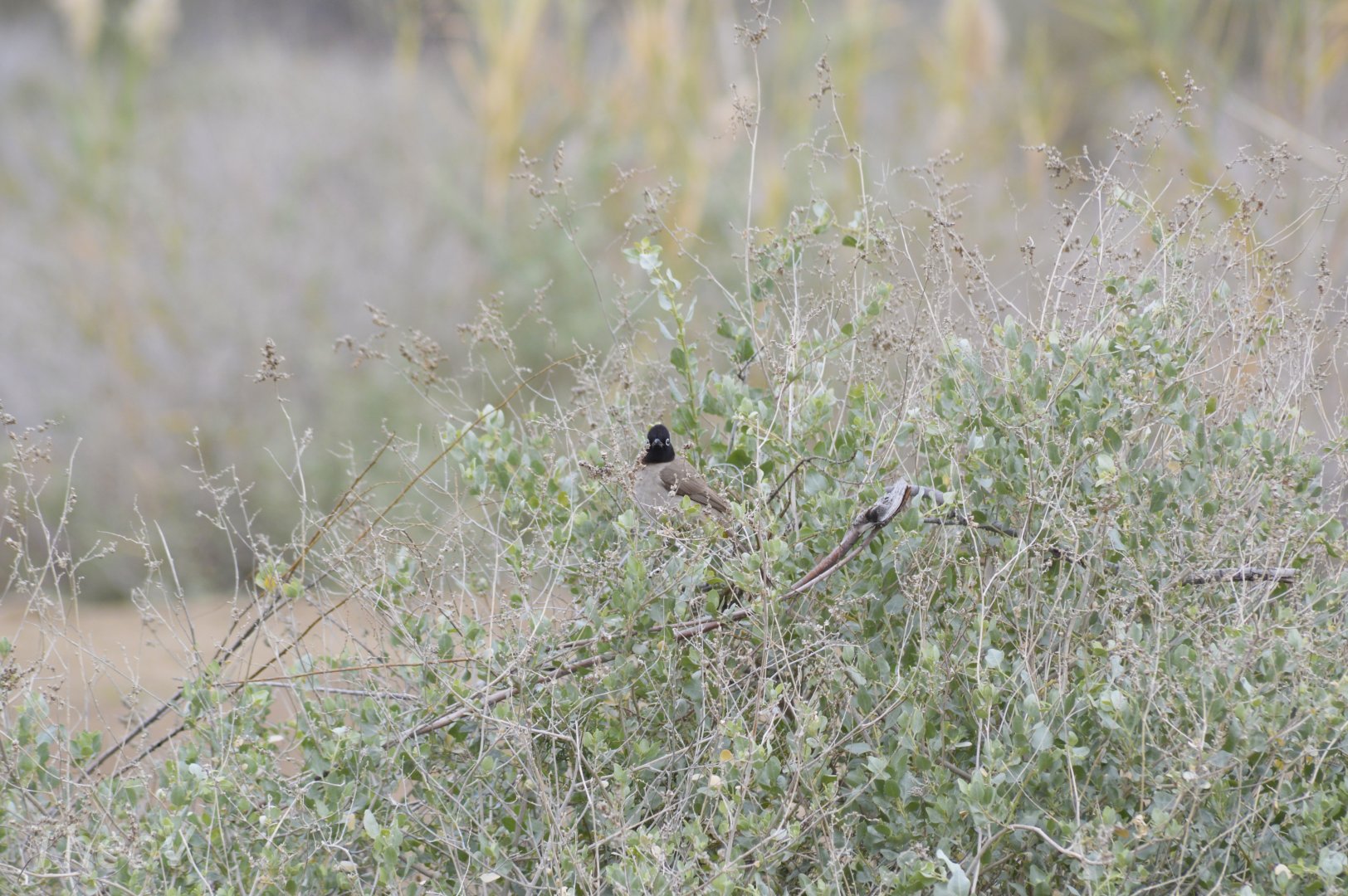 White-spectacled bulbul [2020]