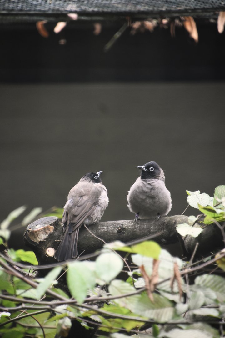 White spectacled bulbul, Pycnonotus xanthopygos