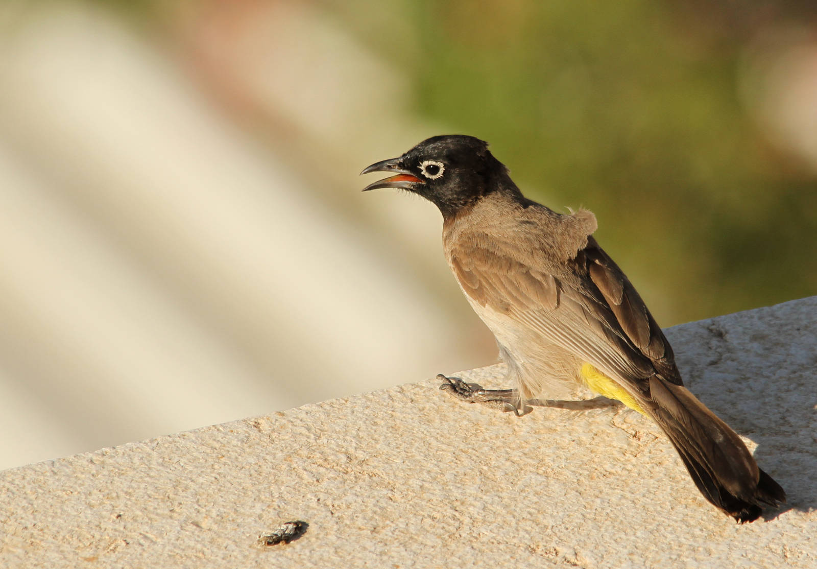 White-spectacled Bulbul
