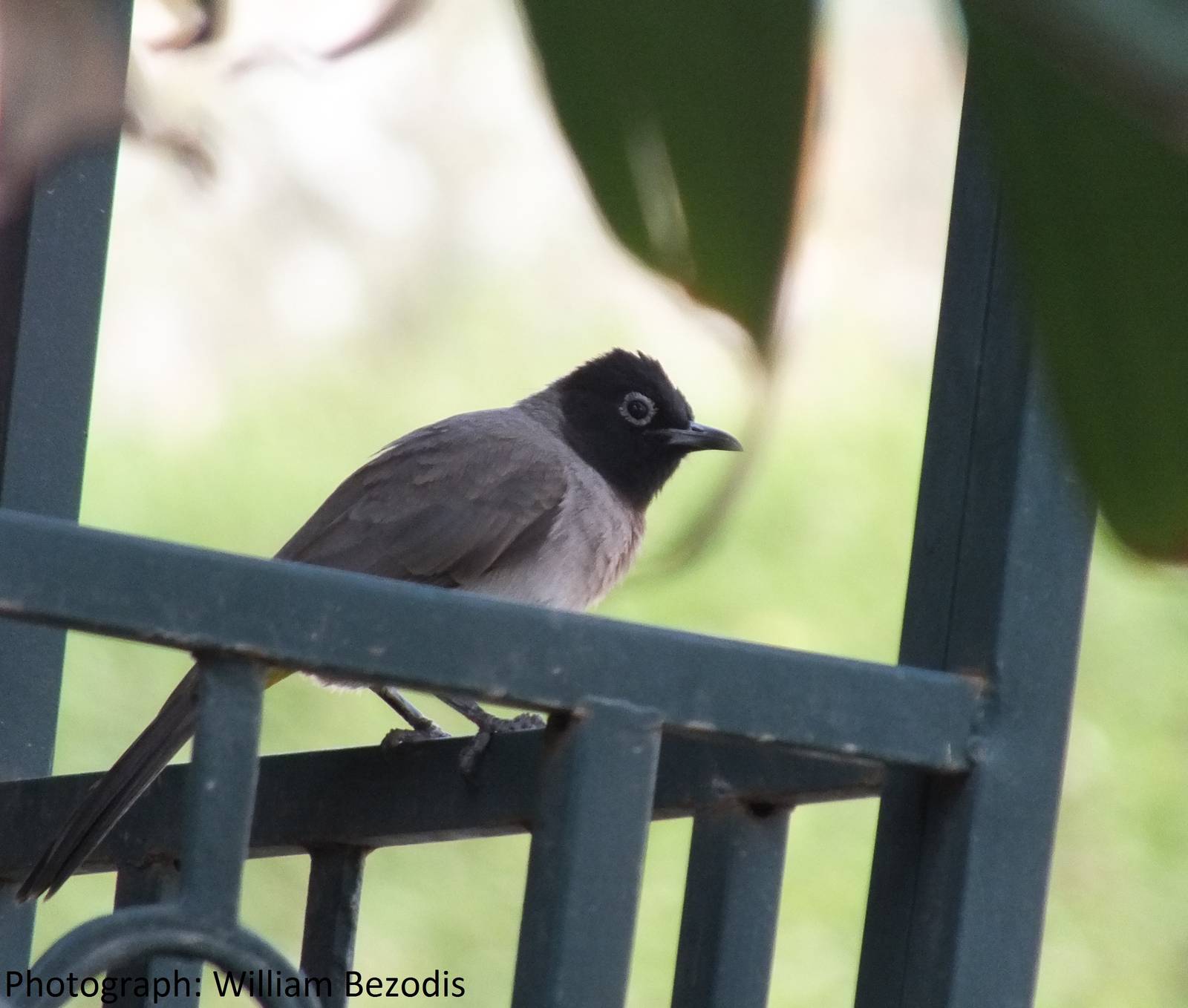 White-spectacled Bulbul