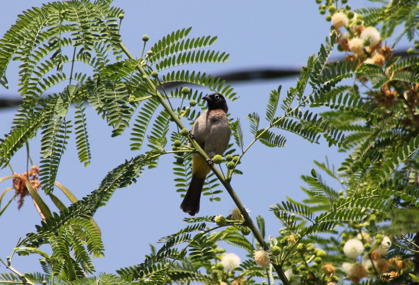 White-spectacled bulbul