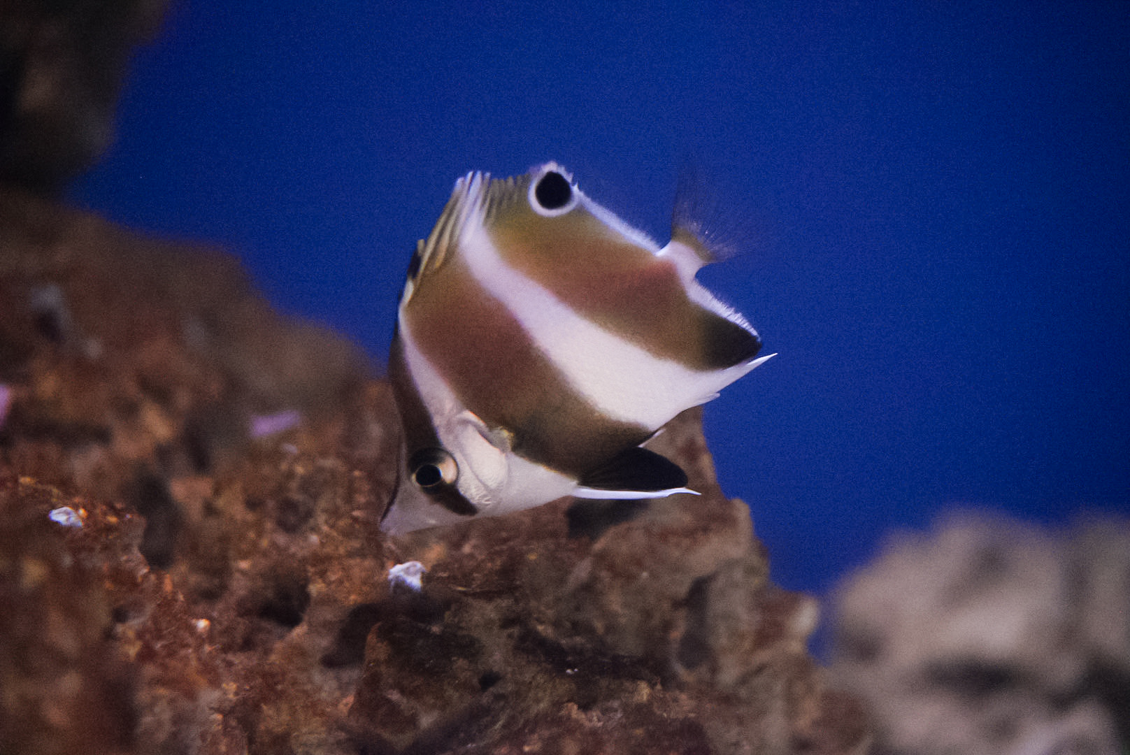White-spine Butterflyfish