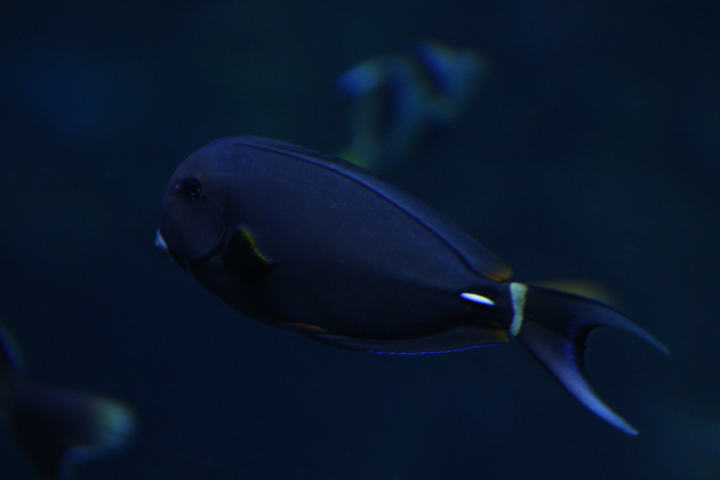 White-spine surgeonfish (Acanthurus leucocheilus) - BXSea