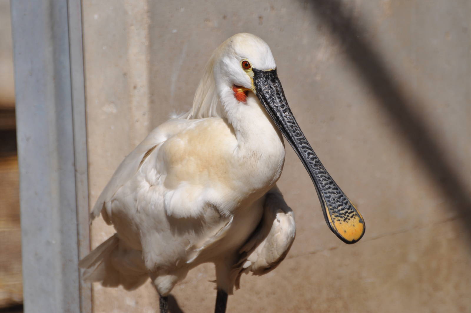 White spoonbill/ Platalea leucorodia
