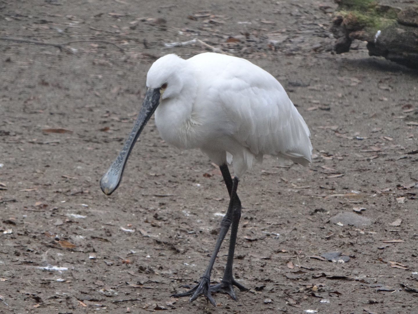 White Spoonbill (Platalea leucorodia)