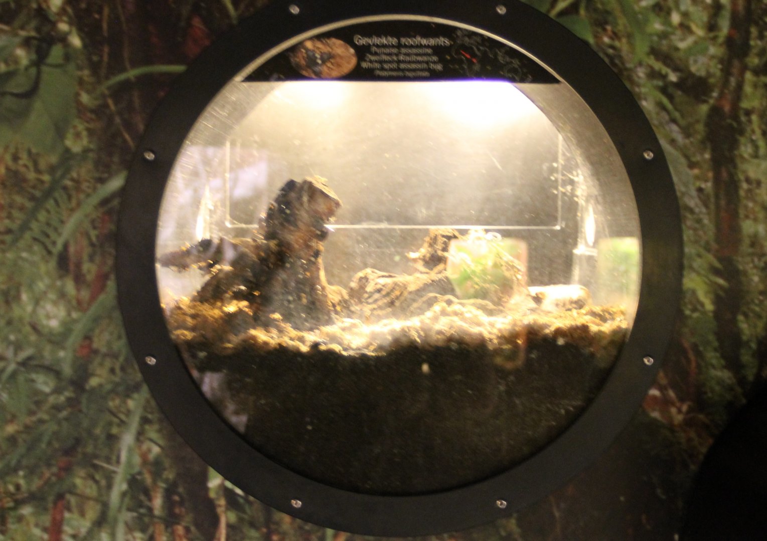 White-spot assassin bug enclosure