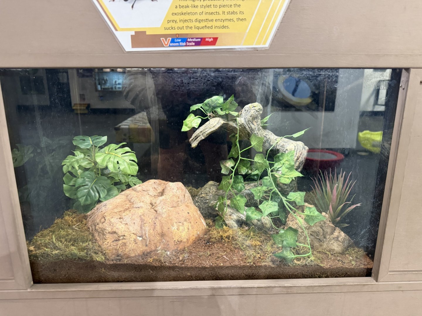 white spot assassin bug terrarium