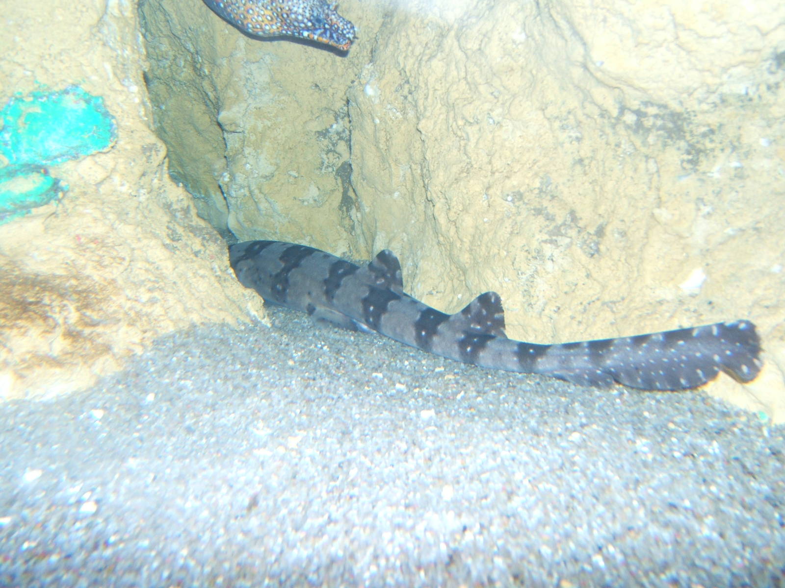 White-spot Bamboo Shark