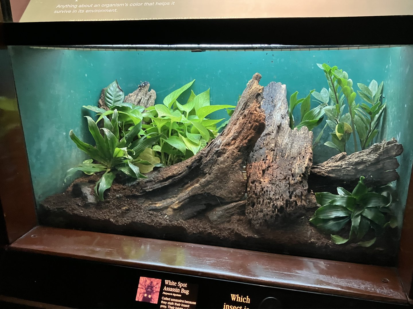 White-Spotted Assassin Beetle Terrarium