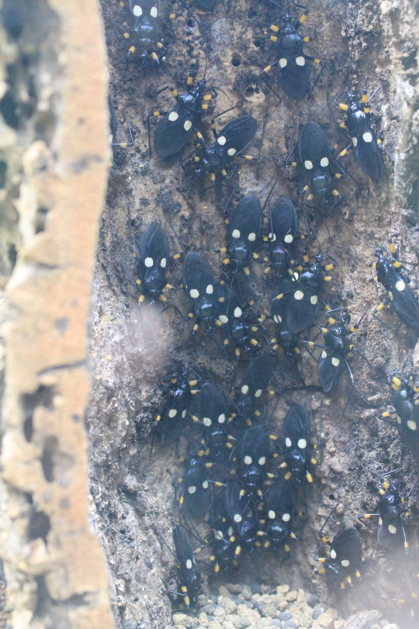 White-spotted Assassin Bug (Platymeris biguttatus)