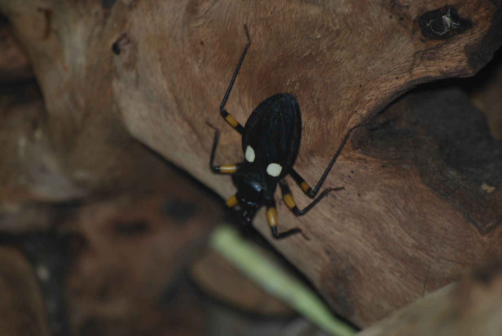 White-spotted assassin bug