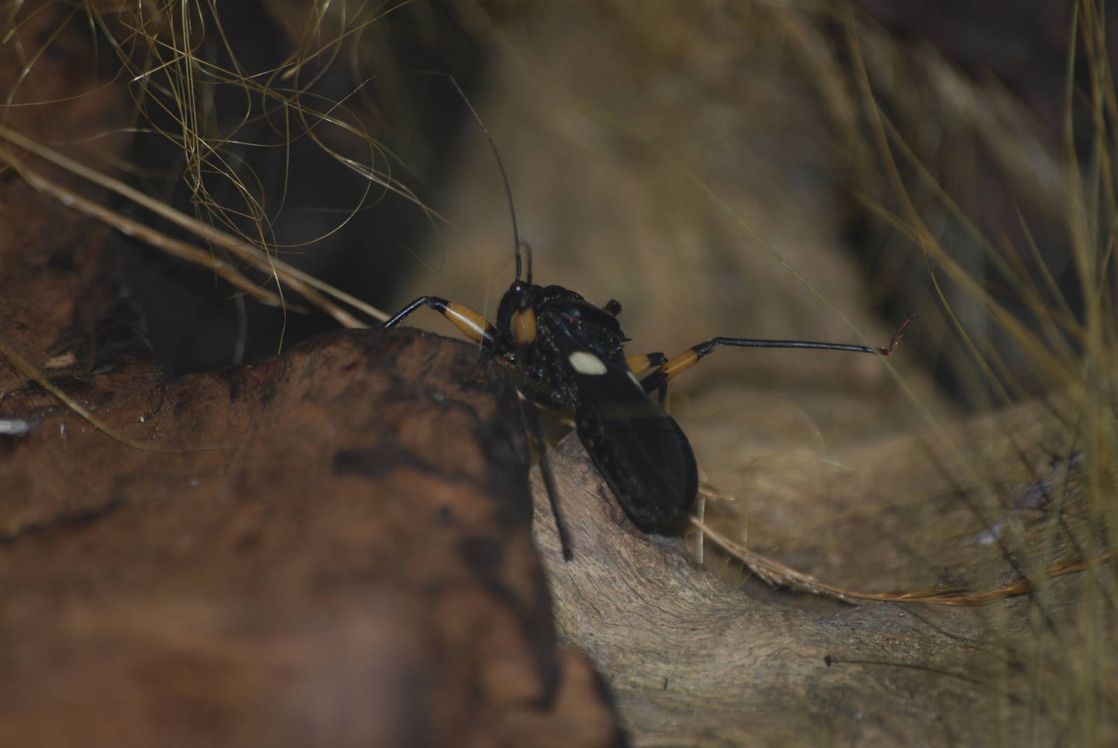 White-spotted assassin bug