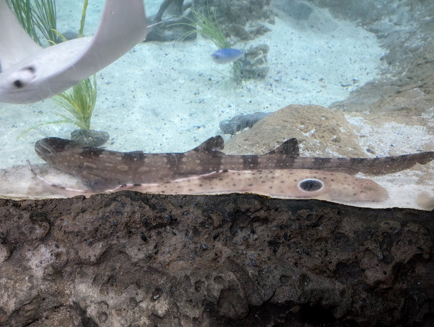 White-spotted Bamboo Shark and Epaulette Shark