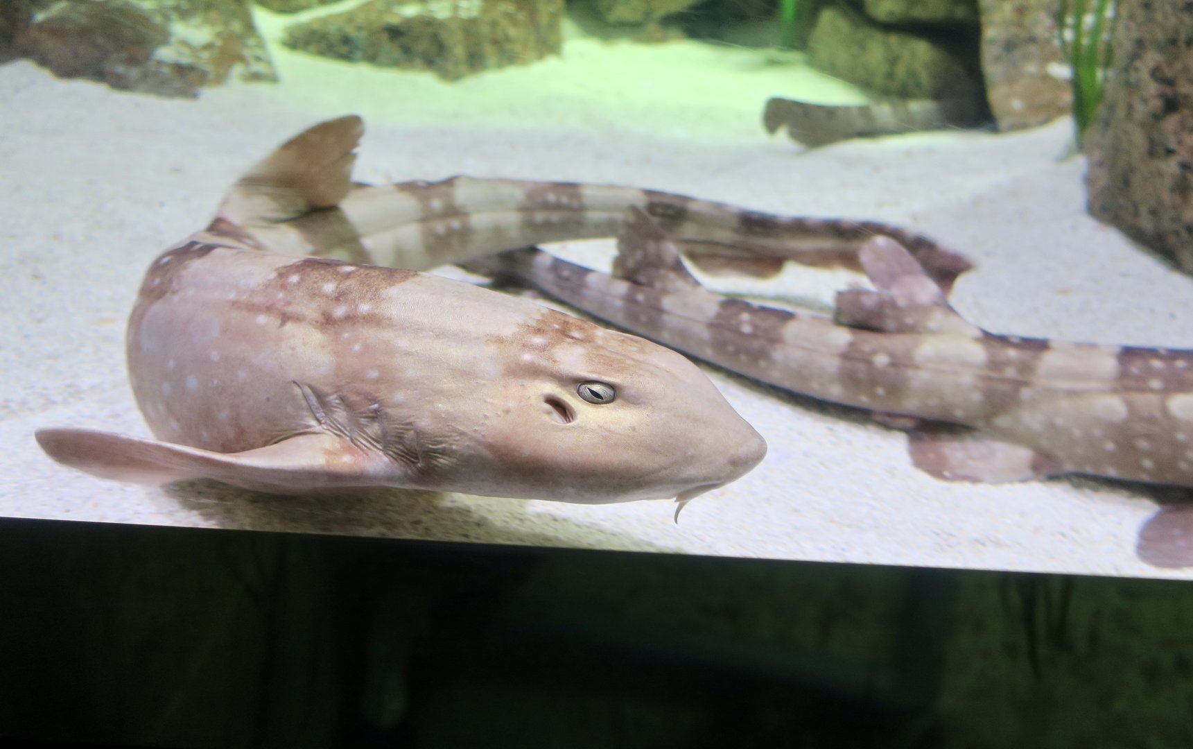 White-Spotted Bamboo Shark (Chiloscyllium plagiosum)