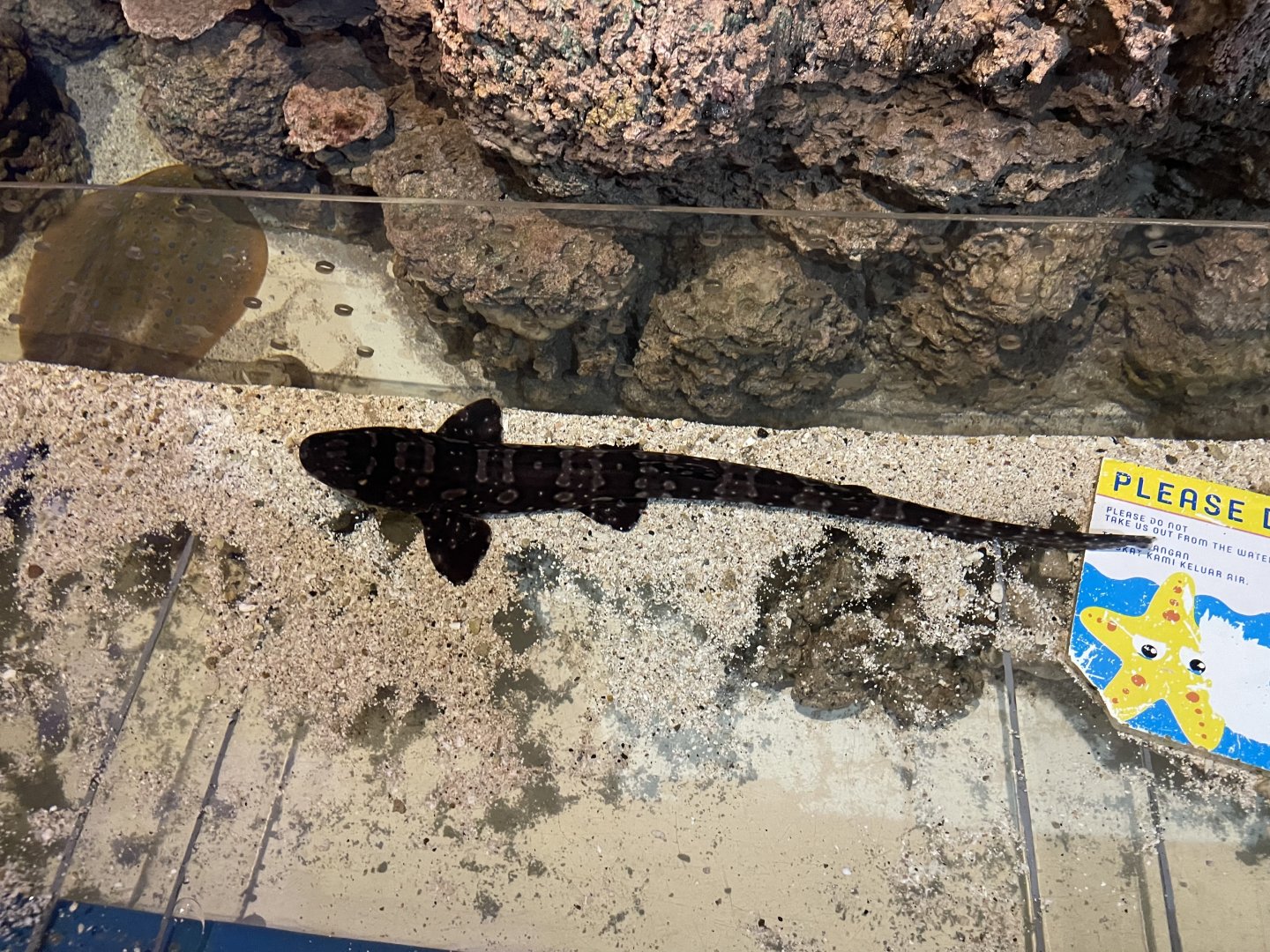 white-spotted bamboo shark (chiloscyllium plagiosum)