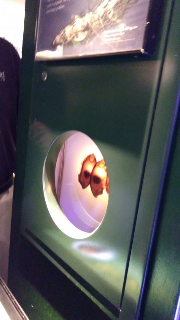 White spotted bamboo shark eggs