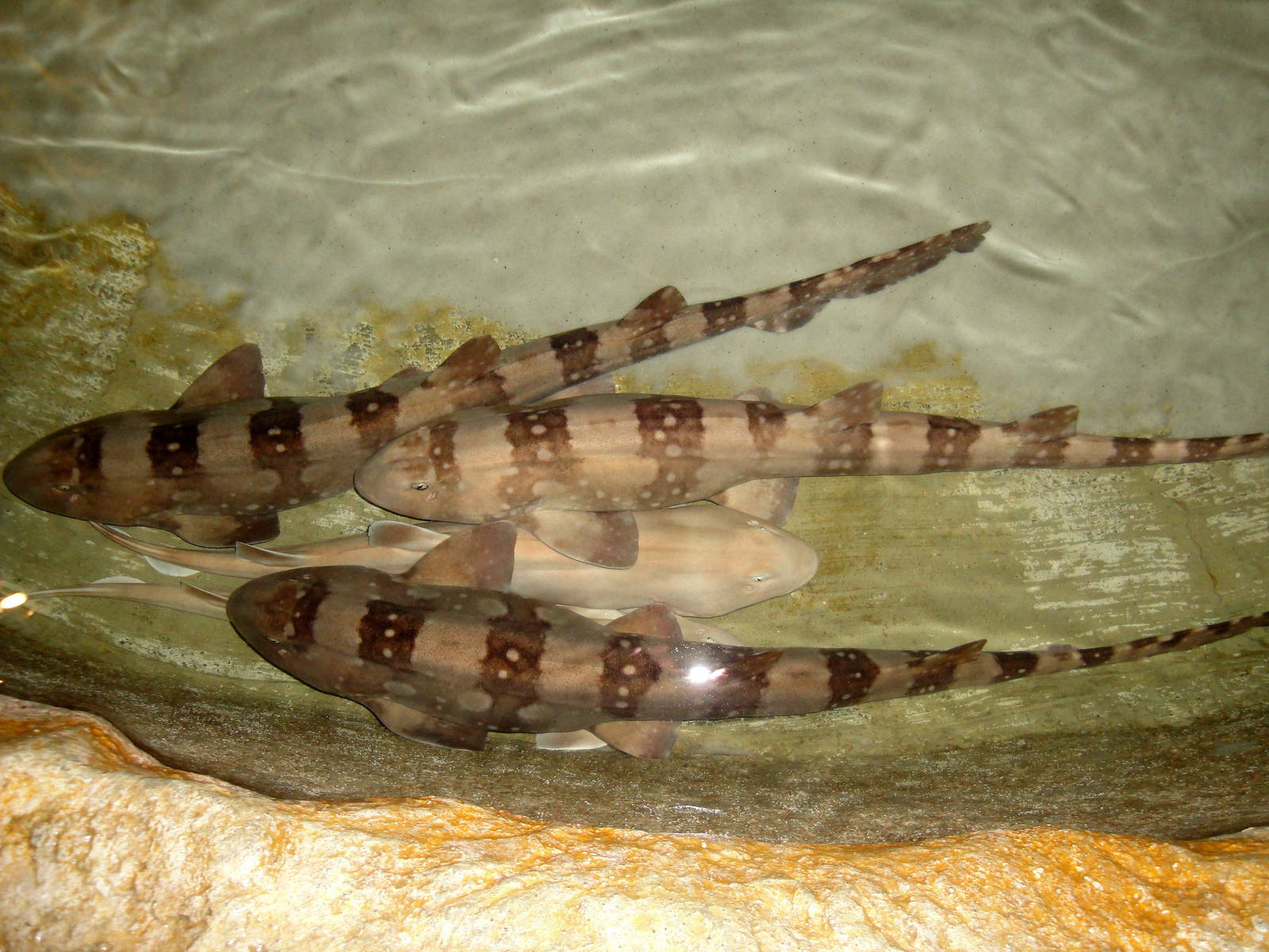 White-spotted Bamboo Shark