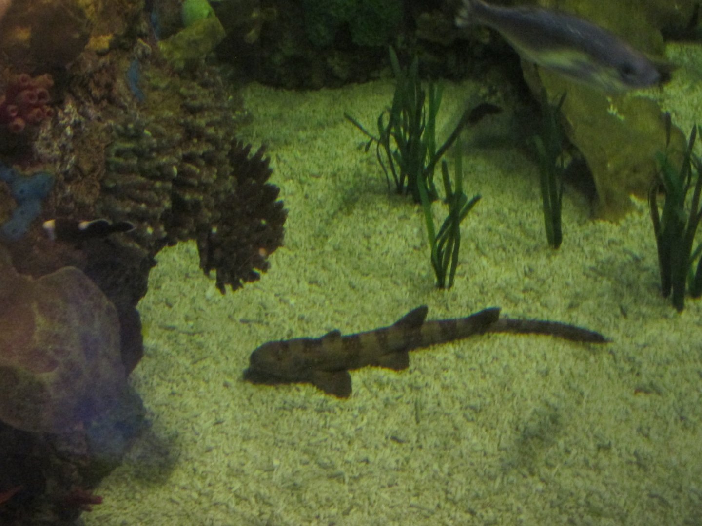 white spotted bamboo shark