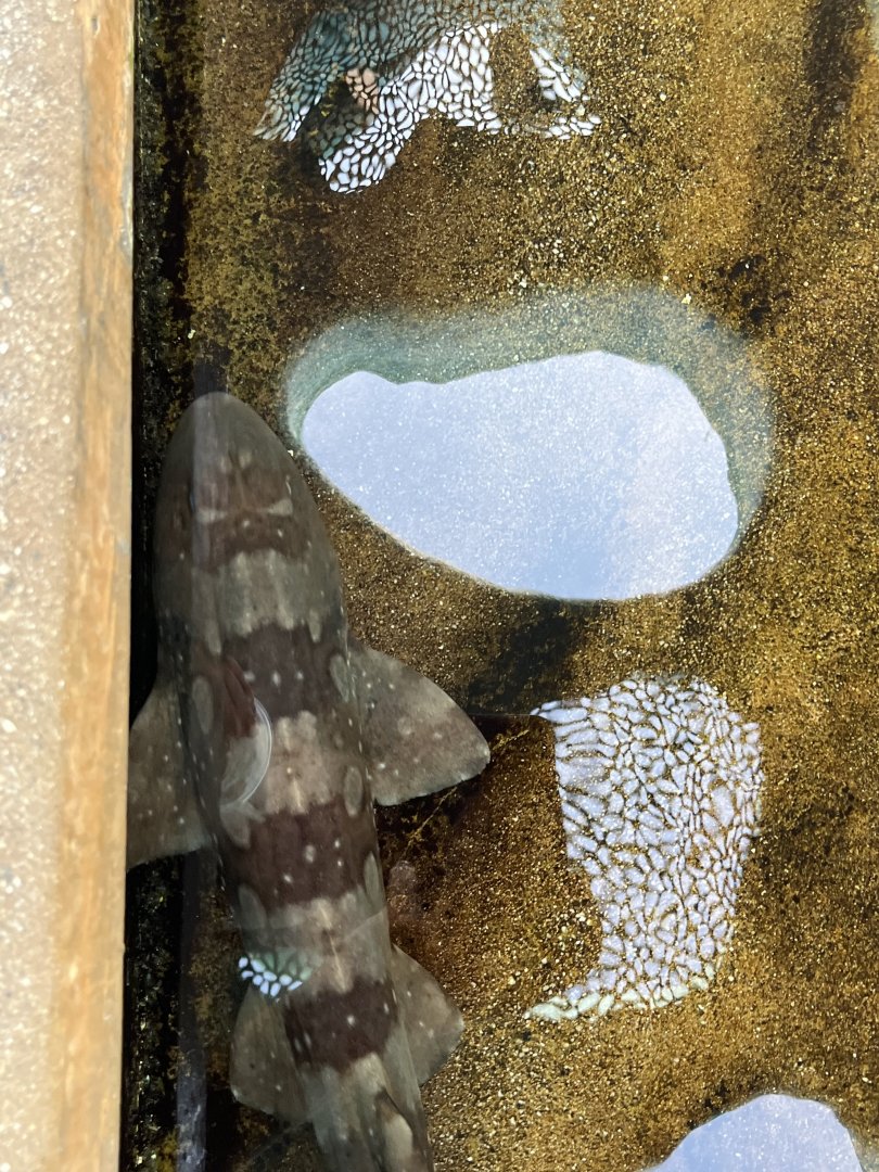White Spotted Bamboo Shark
