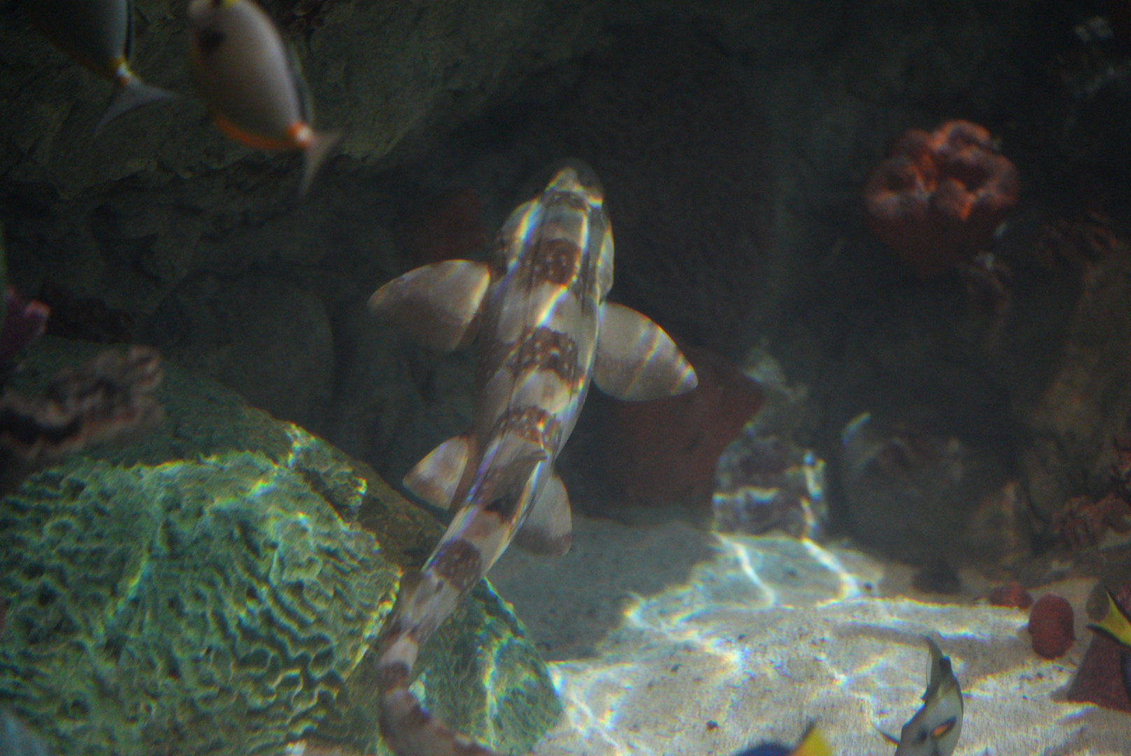 White Spotted Bamboo Shark