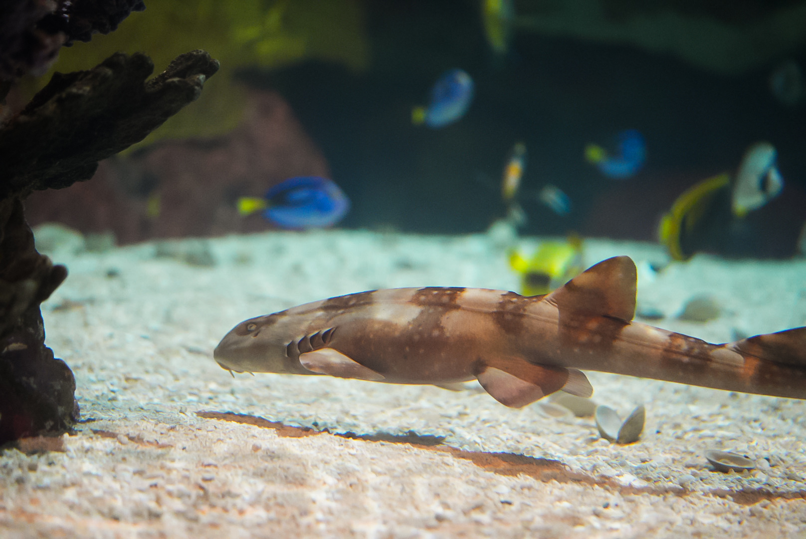White-spotted Bamboo Shark