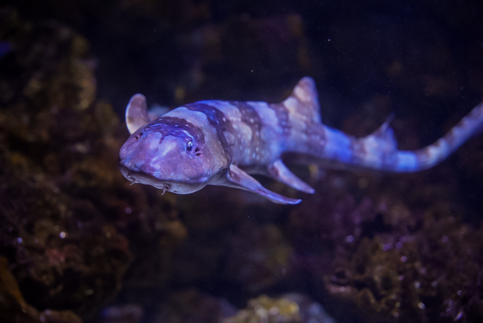 White Spotted Bamboo Shark