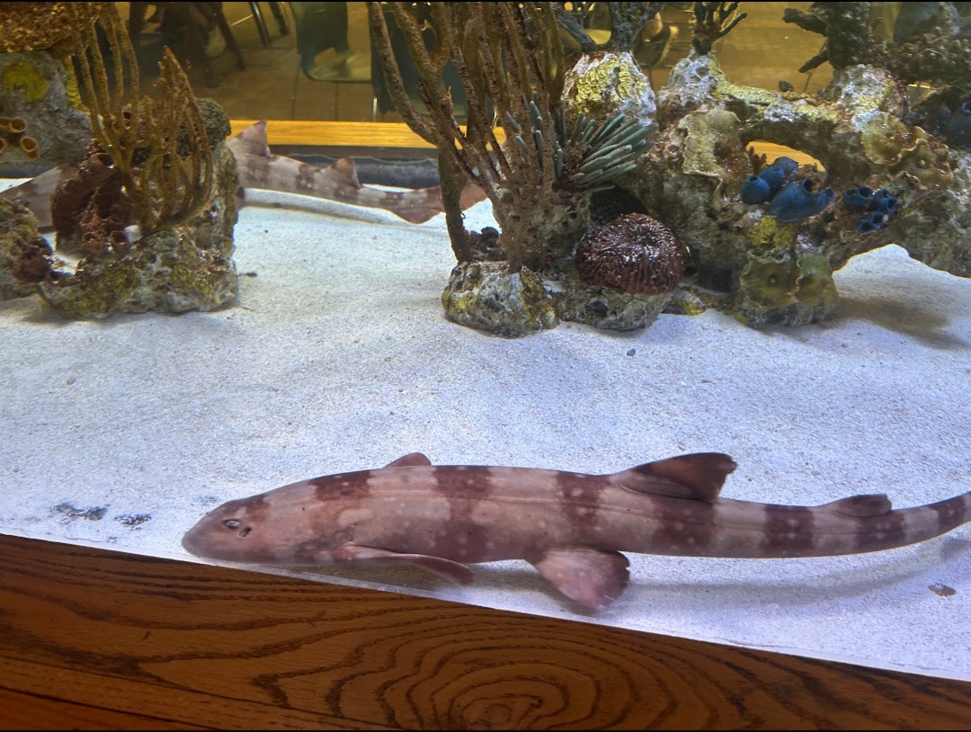 White-Spotted Bamboo Sharks (7/12/25)