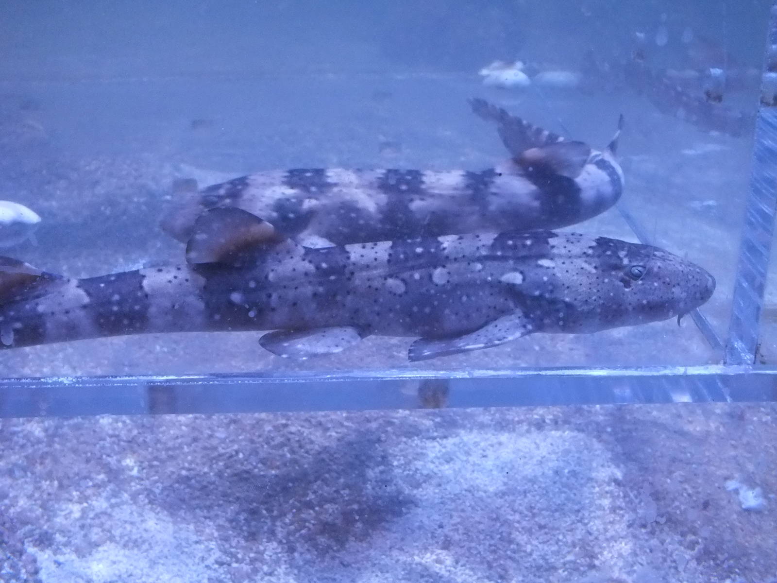 White Spotted Bamboo Sharks