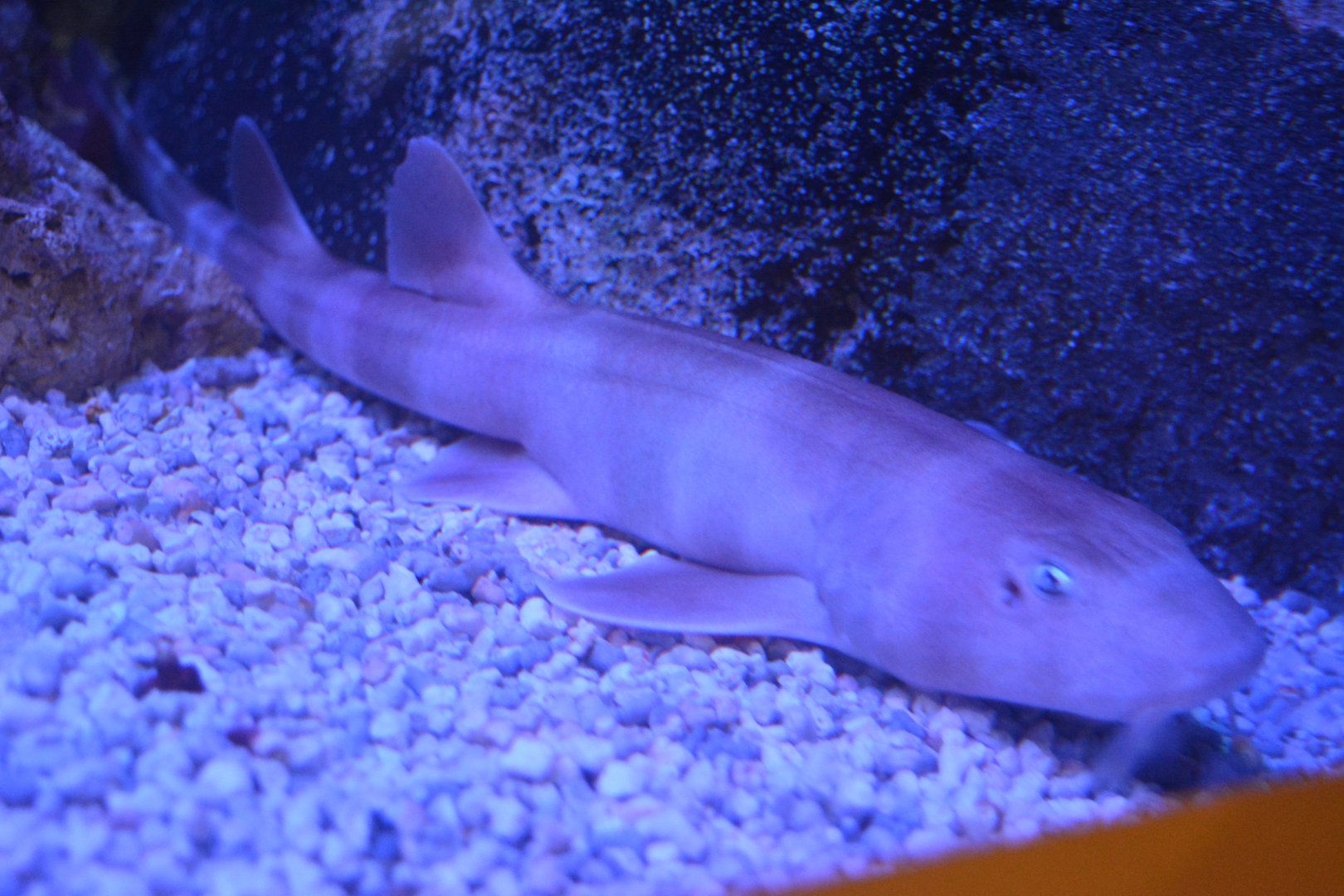 White-spotted bambooshark Chiloscyllium plagiosum