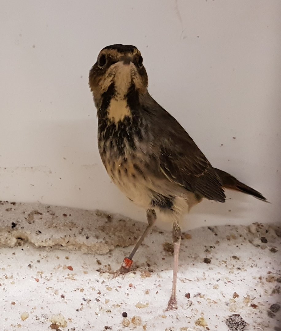 White-spotted bluethroat