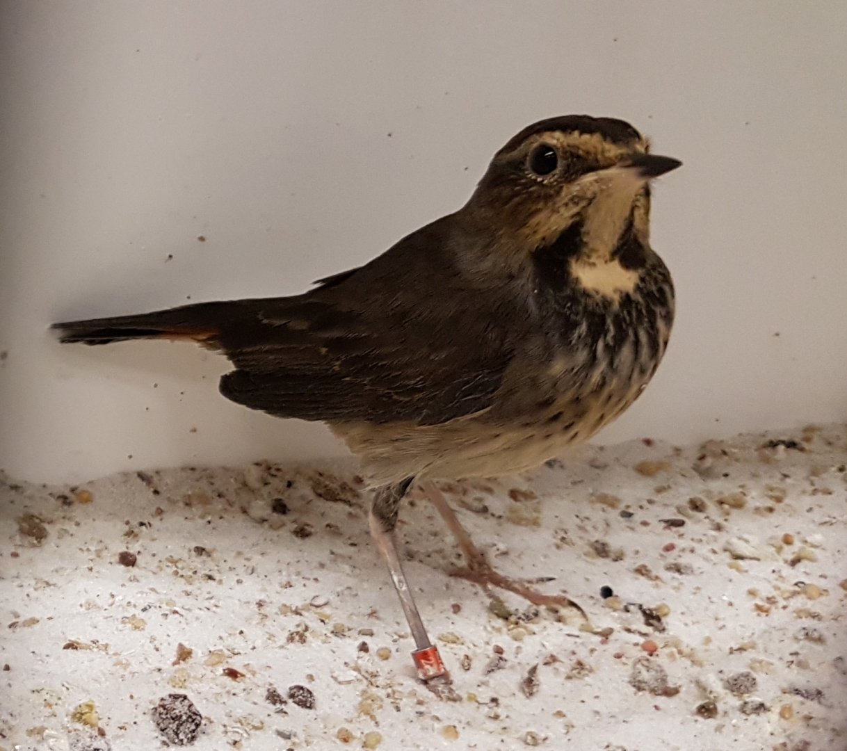 White-spotted bluethroat