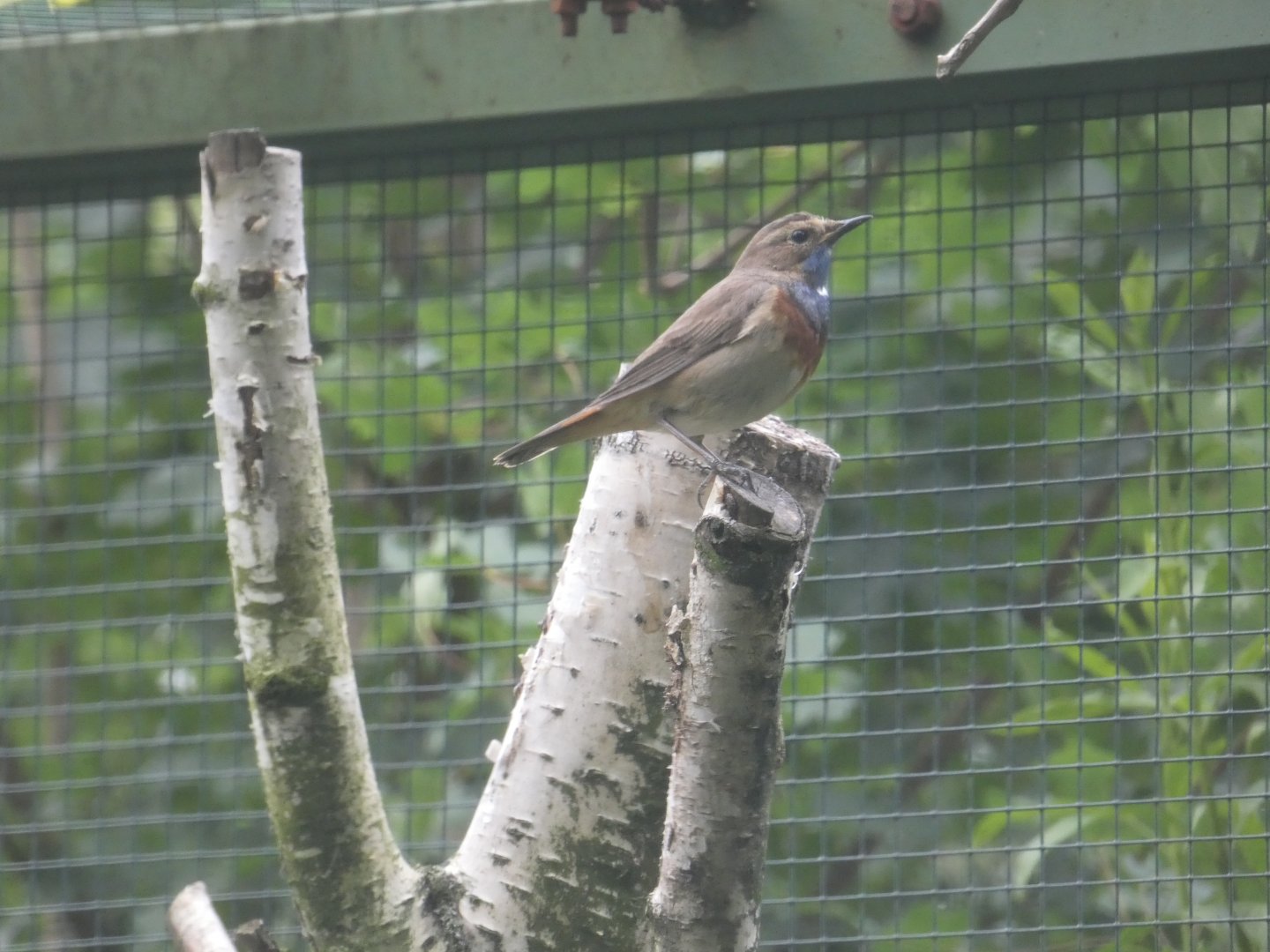 White-spotted bluethroat