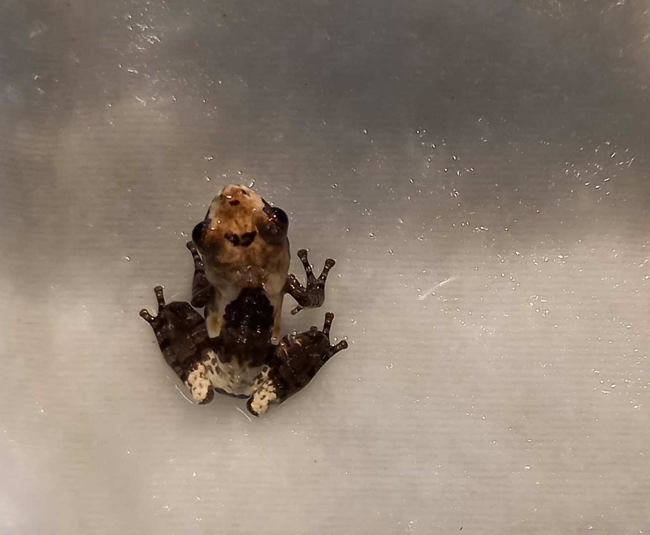 White-spotted bud-eyed frog - Theloderma albopunctatum