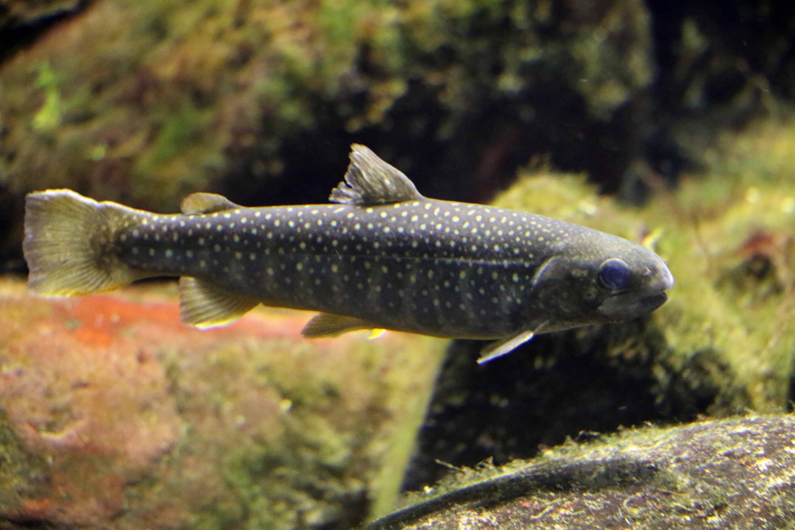 White-spotted char, October 2017