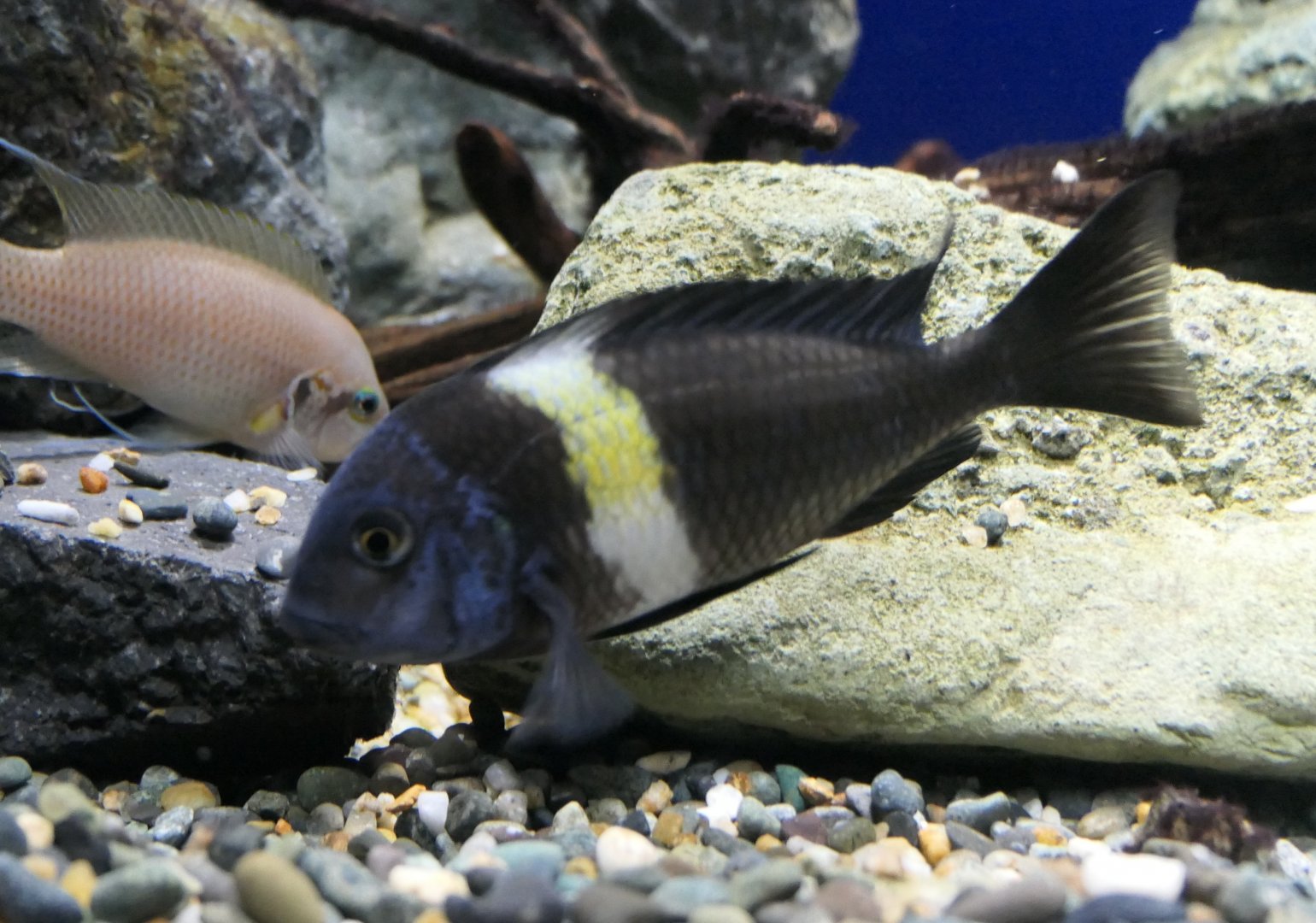 White-spotted Cichlid (Tropheus duboisi)