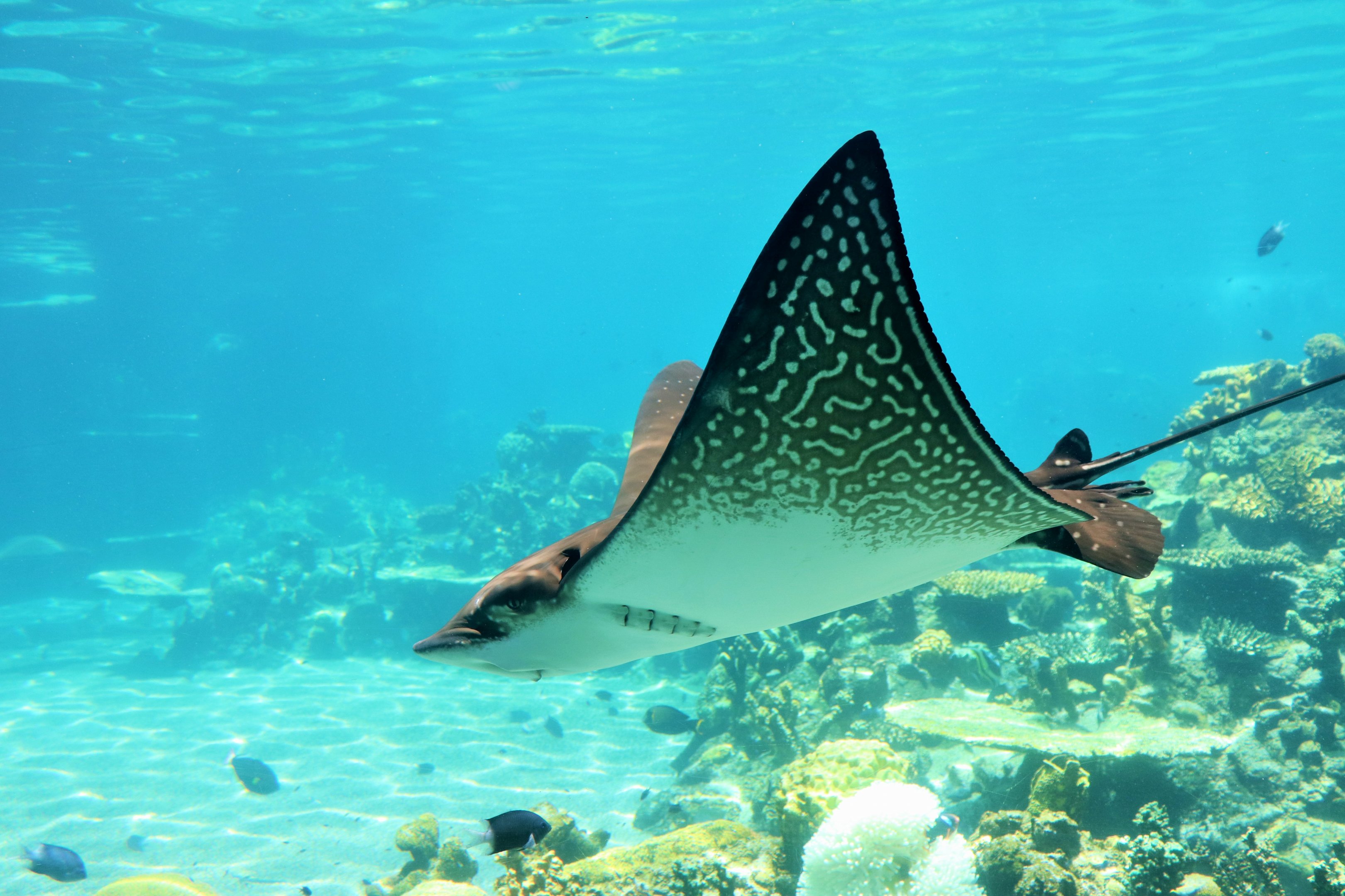 White-spotted Eagle Ray (Aetobatus ocellatus)