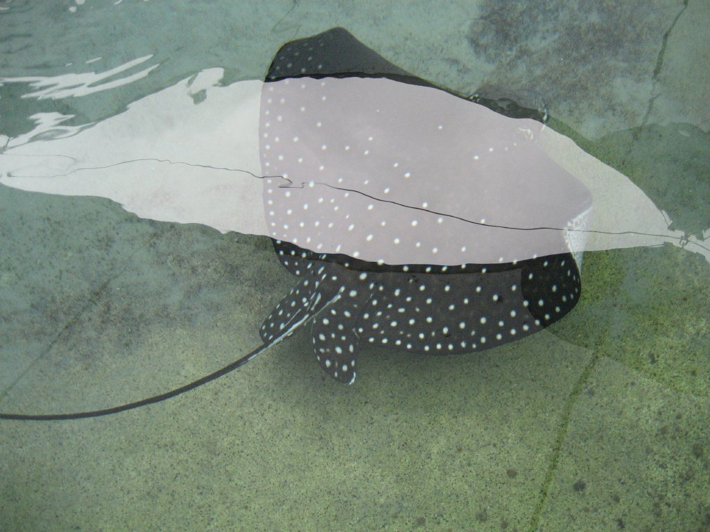 White-spotted Eagle Ray