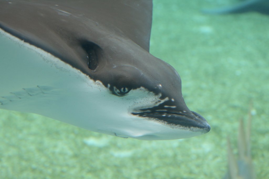 White-spotted Eagle Ray