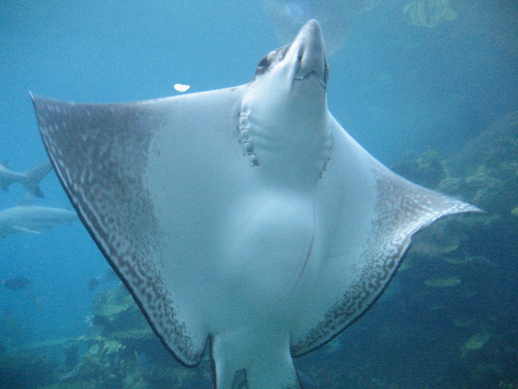 White-spotted Eagle Ray