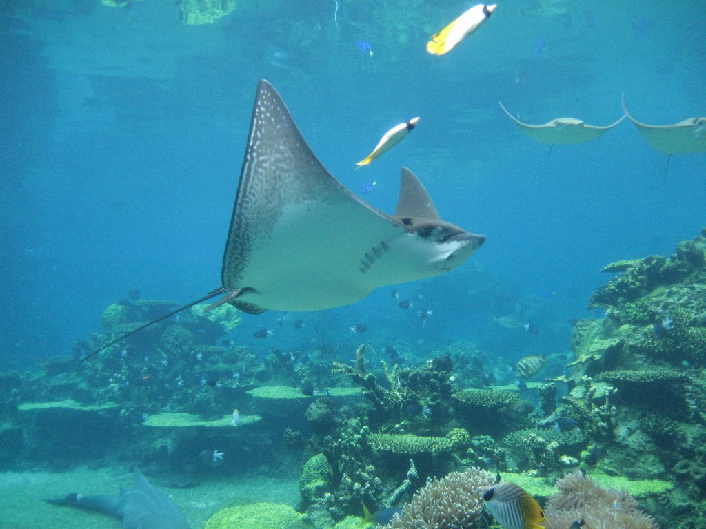 White-spotted Eagle Ray