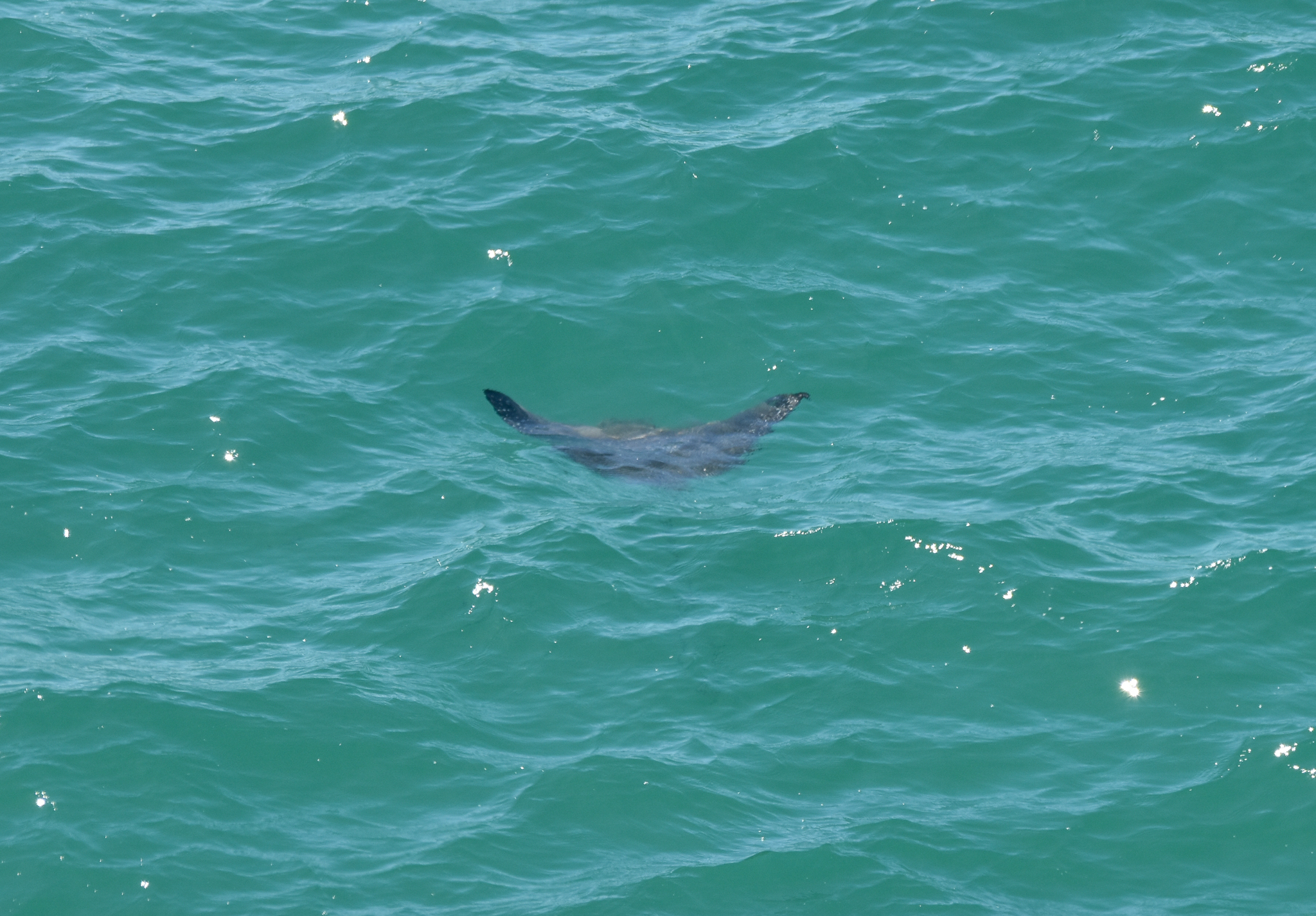 White-spotted Eagle Ray