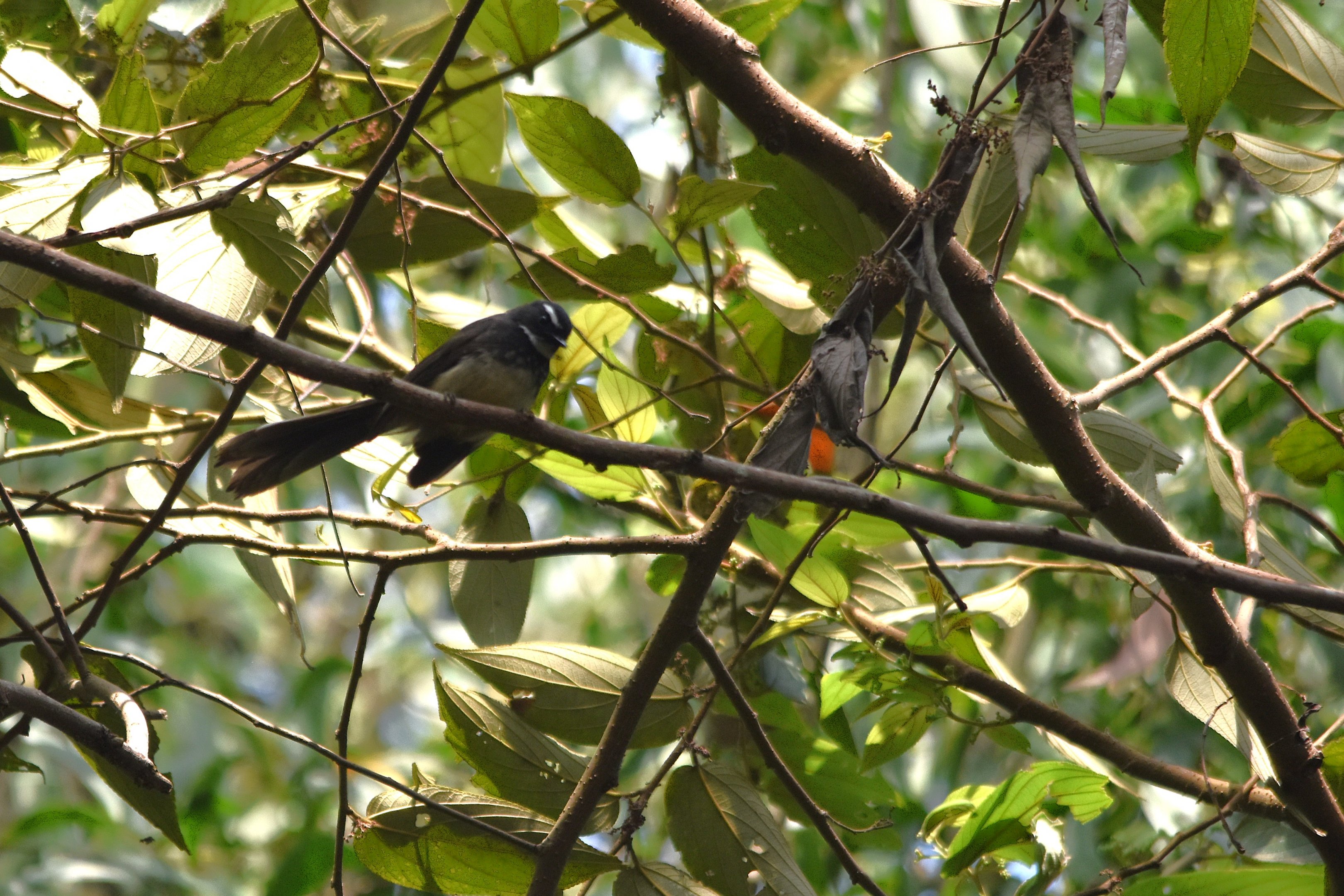 White-spotted Fantail, Kabini River Lodge, 21st November 2024