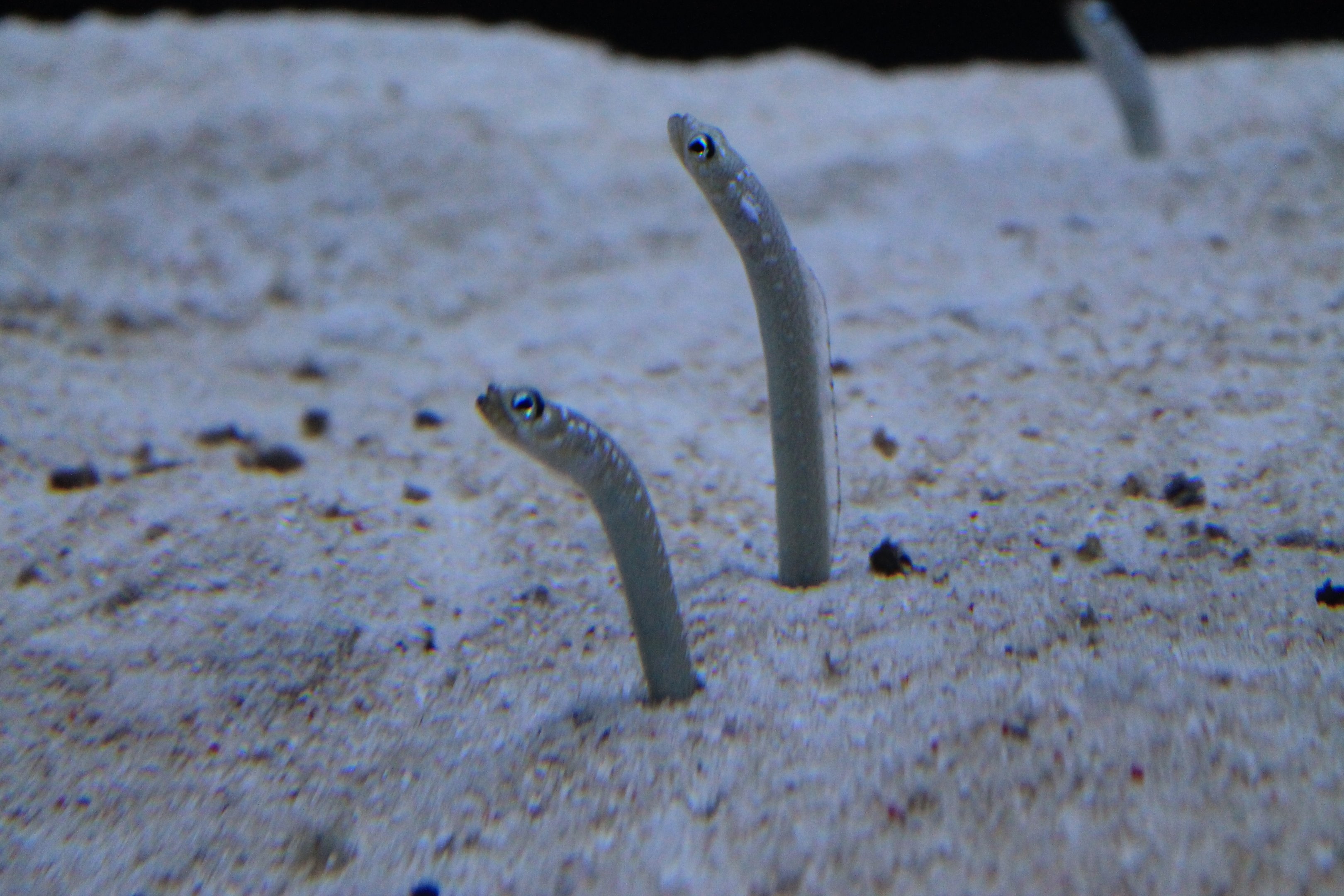 White-spotted Garden Eel (Gorgasia maculata)